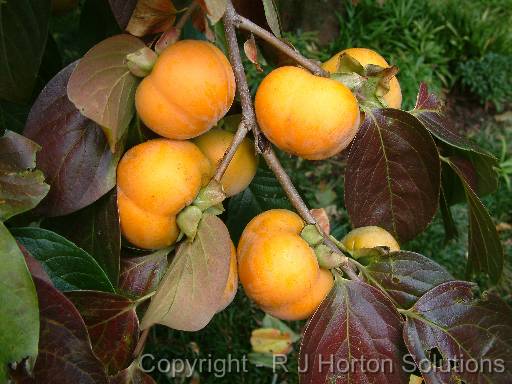 Persimmon Prittlewell 